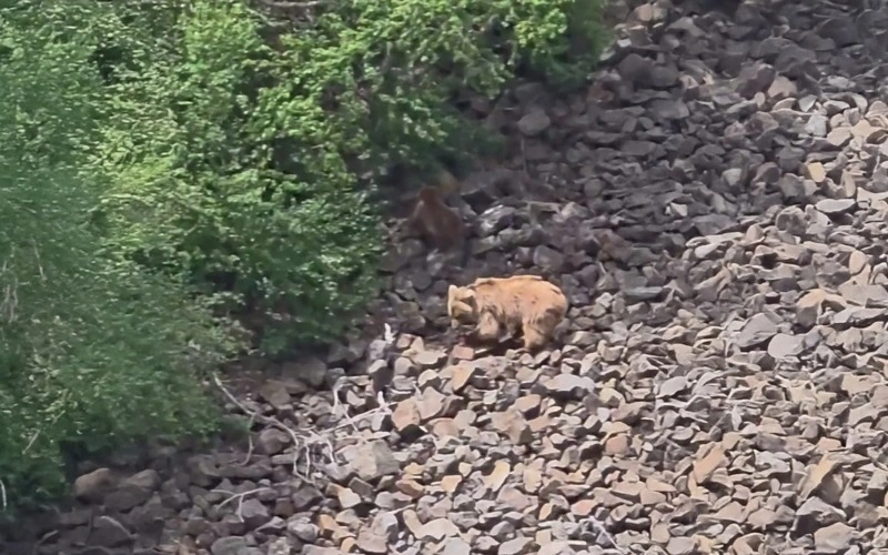 A bear with its cub spotted