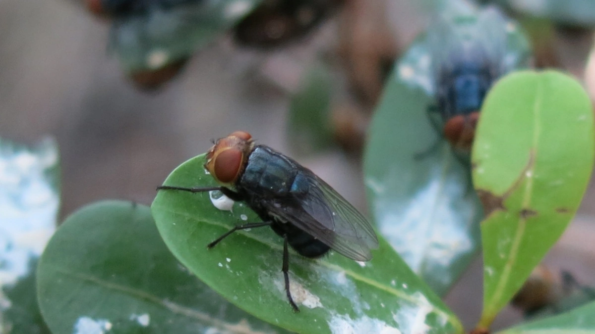 Америкалық ет шыбыны, New World screwworm fly