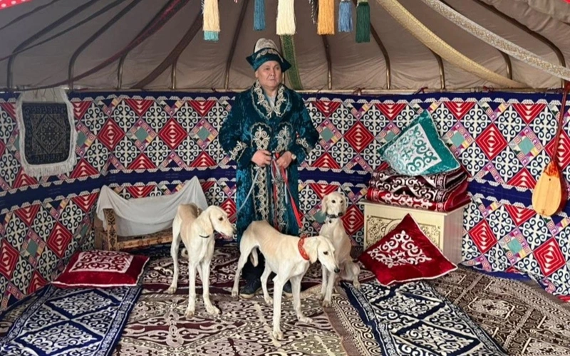 Tazy, dog, culture, traditions, animals