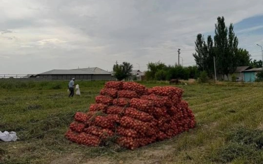 Түркістан облысында пияз жинау науқаны басталды