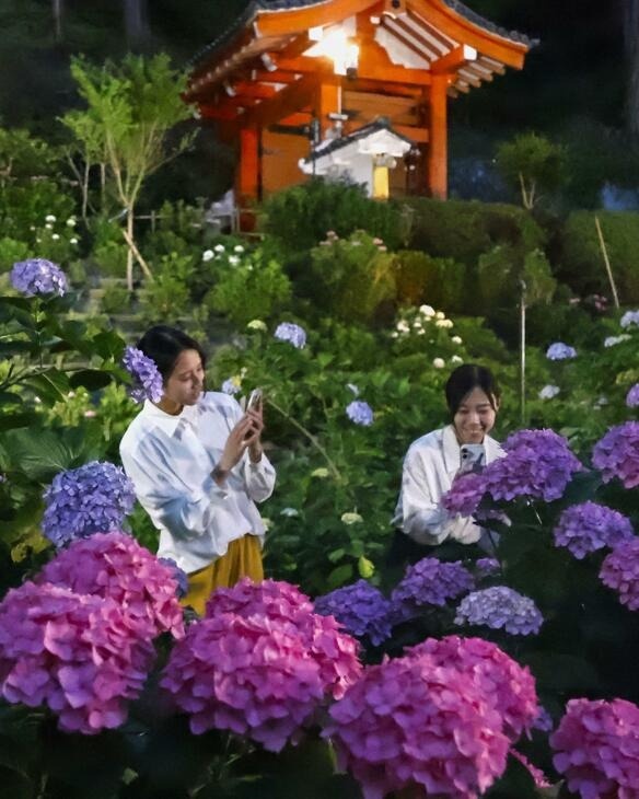 Nighttime illuminations begin at Kyoto’s flower temple Japan, Kyoto, flower temple