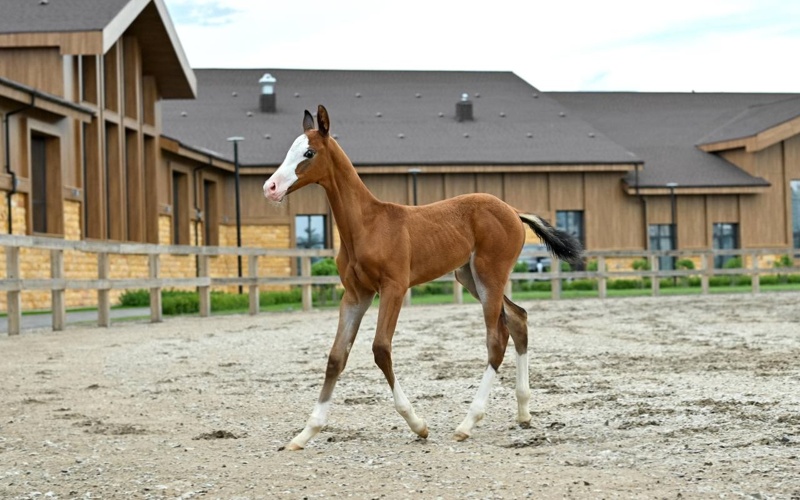 Aqniyet and Borte: Kazakh President names newborn Akhal-Teke foals Aqniyet and Borte: Kazakh President names newborn Akhal-Teke foals