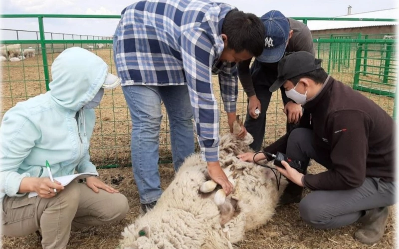 Qazaqy qoı tuqymdaryn álemge tanymal etýge bolady 