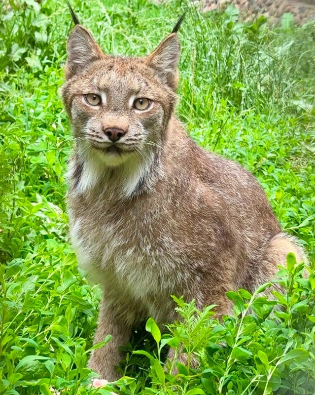 Canadian lynx pair settles in at Almaty Zoo Canadian lynx pair settles in at Almaty Zoo