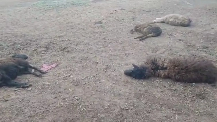va