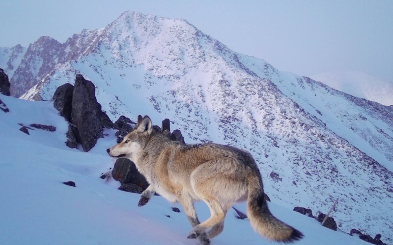 Wolverine and rare animals spotted in Kazakhstan&rsquo;s Katon-Karagai National Park
