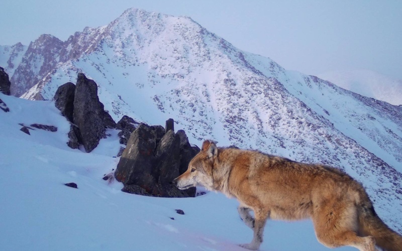 Wolverine and rare animals spotted in Kazakhstan&rsquo;s Katon-Karagai National Park