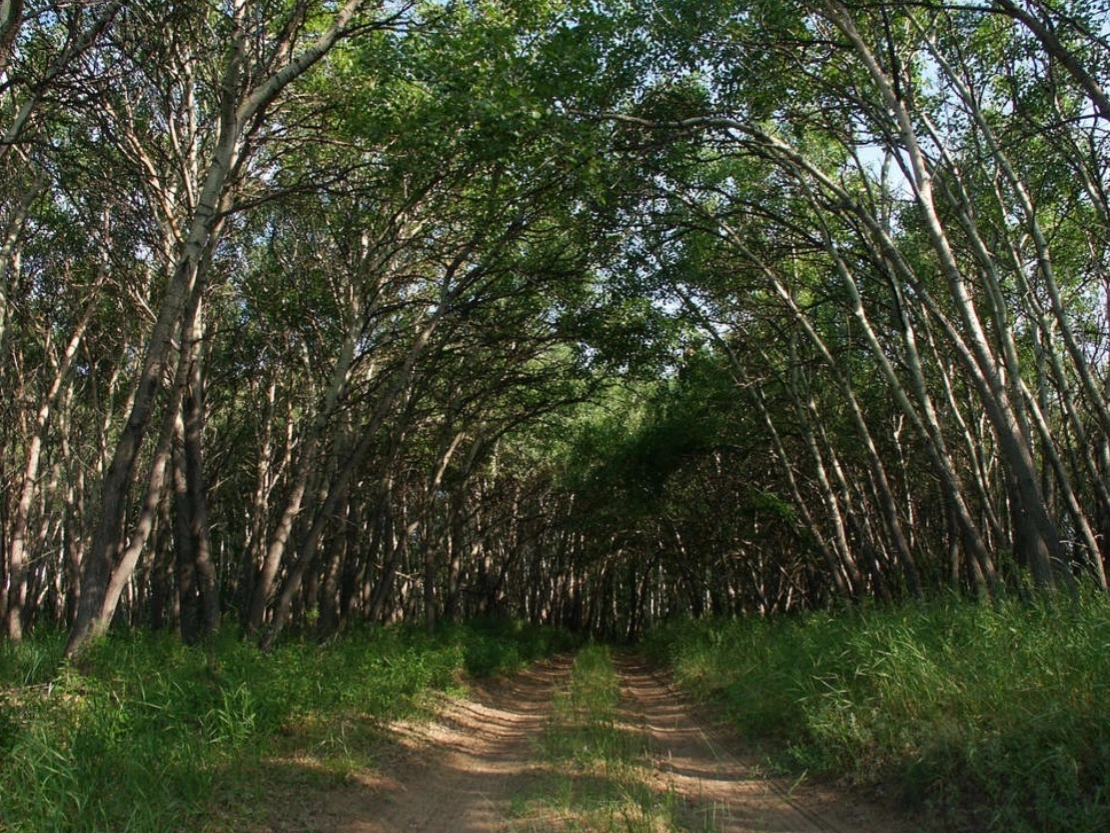 а
