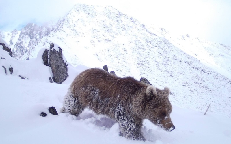 Wolverine and rare animals spotted in Kazakhstan&rsquo;s Katon-Karagai National Park