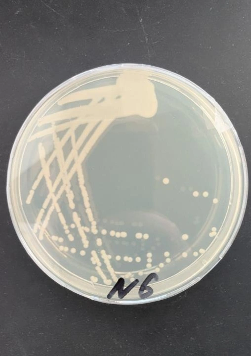 从鲟鱼研究到发现新细菌&mdash;&mdash;哈萨克斯坦青年科学家谢里克&middot;巴克耶夫