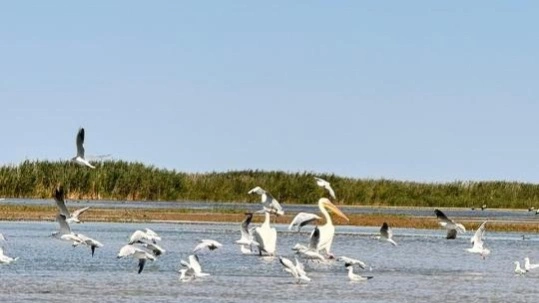 Іле-Балқаш өңірі Тұран жолбарысын қайта жерсіндірудің маңызды алаңына айналды
