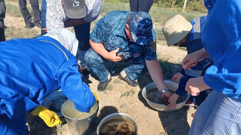 Бекіре қорын сақтау үшін Жайыққа миллионнан астам шабақ жіберілді