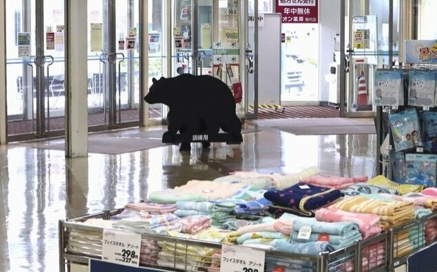 Japan cities confront bear attack dilemma amid emergency shooting rules