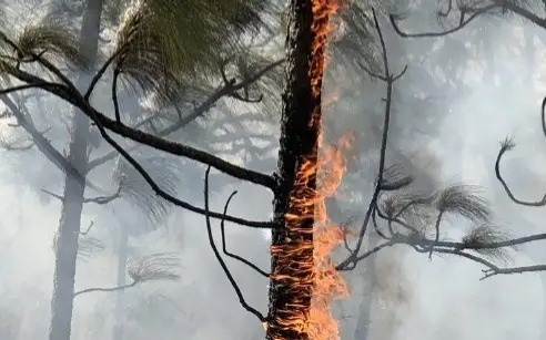 AI to help detect forest fires in E Kazakhstan
