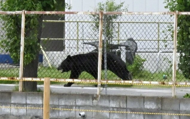 Japan cities confront bear attack dilemma amid emergency shooting rules