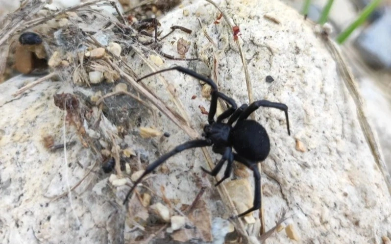 Five kids hospitalized after black widow spider bites in Mangistau region