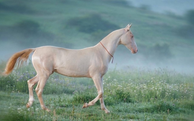 Aqzhan, Sampson, Huaso: Record-breaking horses that made history Aqzhan