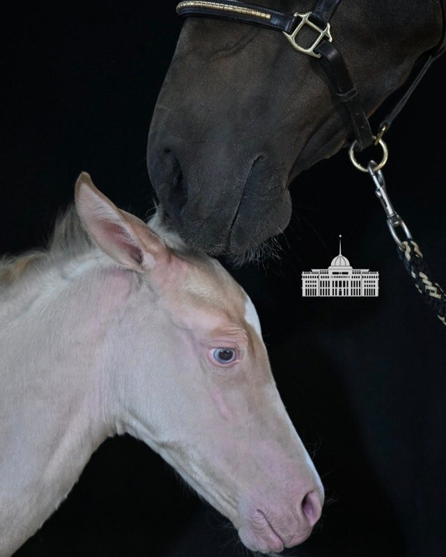 Aqzhan &ndash; &ldquo;Pure Soul&rdquo; - Brand of the Great Steppe