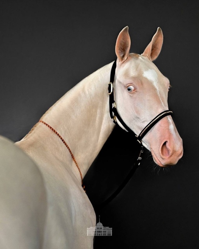 Aqzhan &ndash; &ldquo;Pure Soul&rdquo; - Brand of the Great Steppe