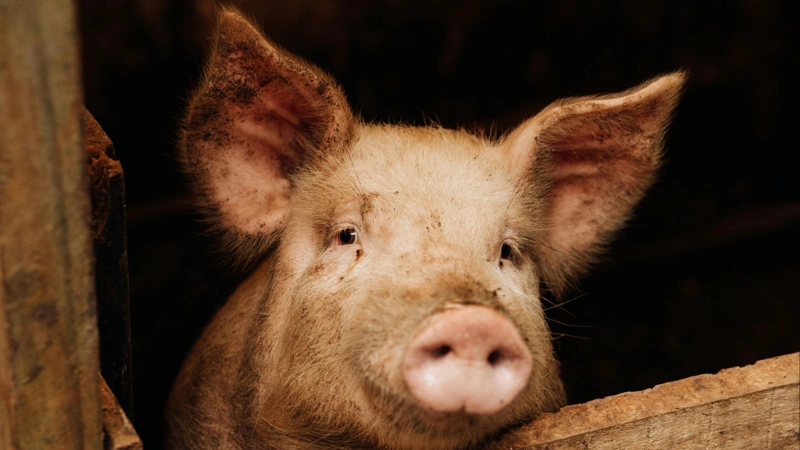 Japan, pig kidney