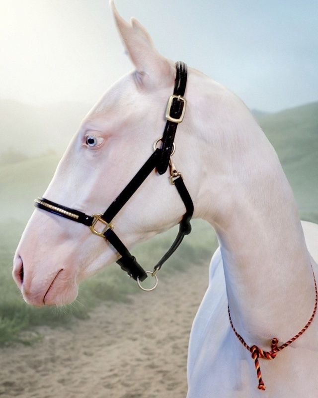 Aqzhan &ndash; &ldquo;Pure Soul&rdquo; - Brand of the Great Steppe