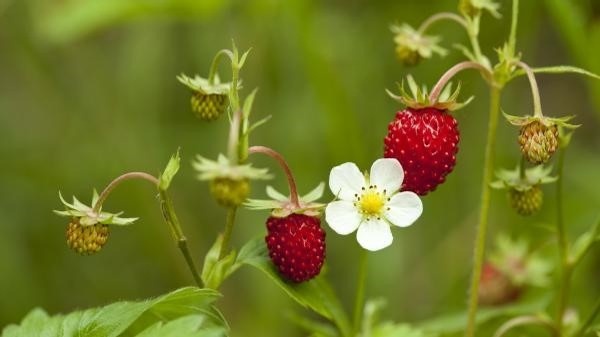 Strawberry 