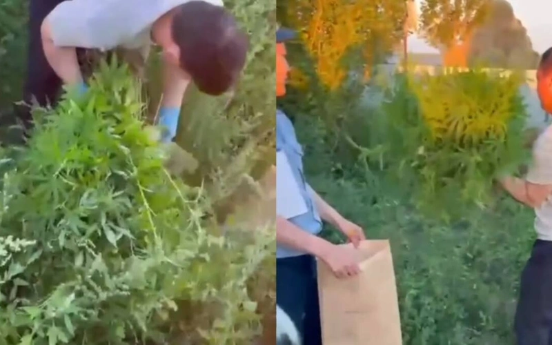 Полицейские изъяли более 500 кустов конопли в Актюбинской области