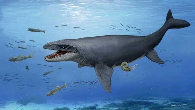 Supplied photo shows an image rendering of a mosasaur, a large marine reptile that lived between 80 million and 65 million years ago