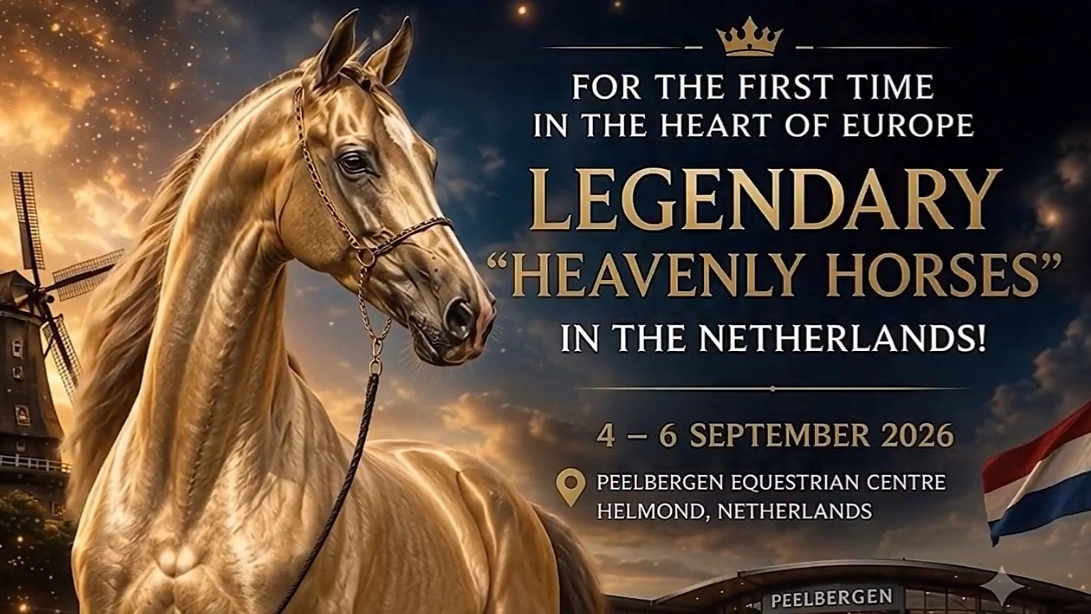 Akhal-Teke, Turkmen heritage, Netherlands
