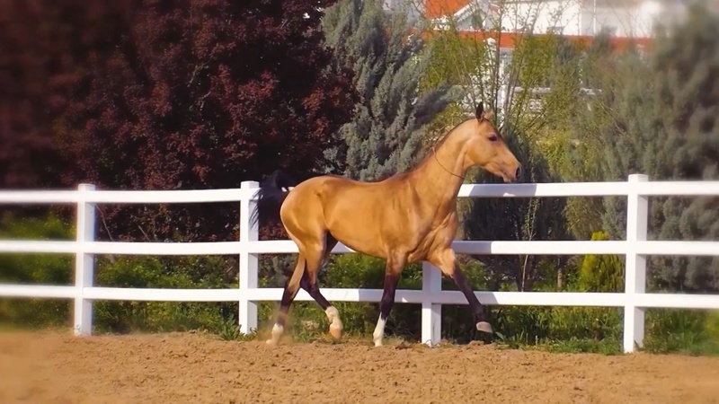 World Akhal-Teke Championship to showcase Turkmen heritage in Netherlands Akhal-Teke, Turkmenistan, horses