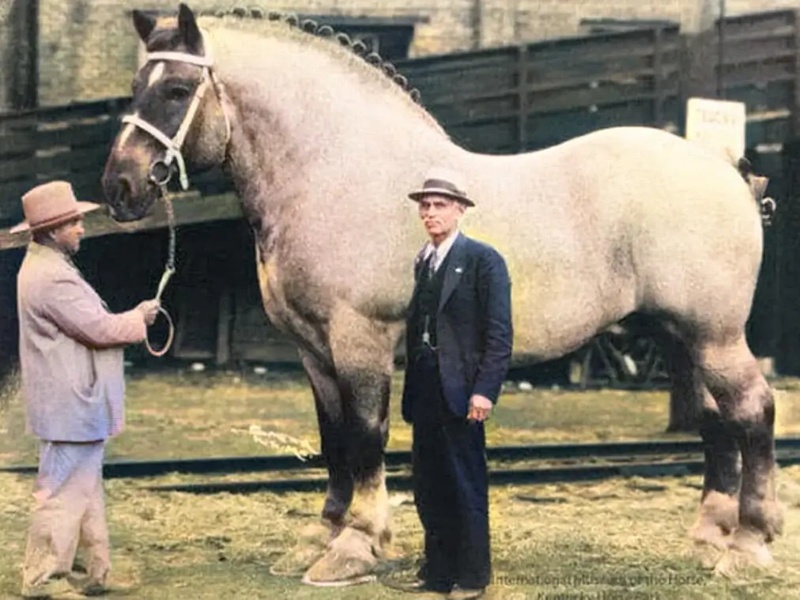 Aqzhan, Sampson, Huaso: Record-breaking horses that made history Horses
