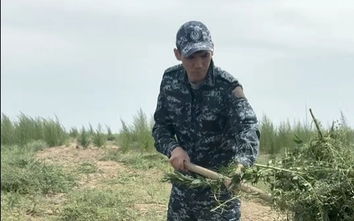 Более 70 тонн дикорастущей конопли ликвидировали в Жамбылской области