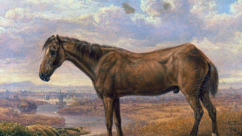 Aqzhan, Sampson, Huaso: Record-breaking horses that made history Horses