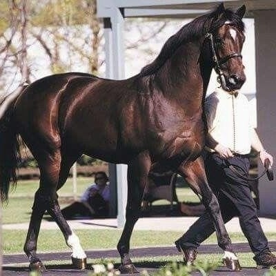 Aqzhan, Sampson, Huaso: Record-breaking horses that made history Horses