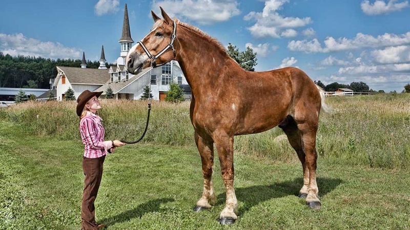Aqzhan, Sampson, Huaso: Record-breaking horses that made history Horses