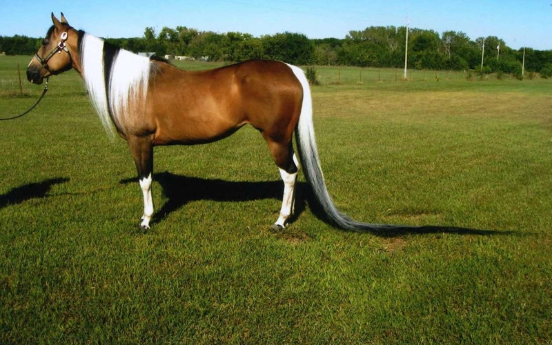Aqzhan, Sampson, Huaso: Record-breaking horses that made history Horses