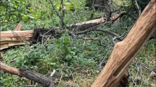 Скончалась девушка, на которую упало дерево в роще Баума в Алматы