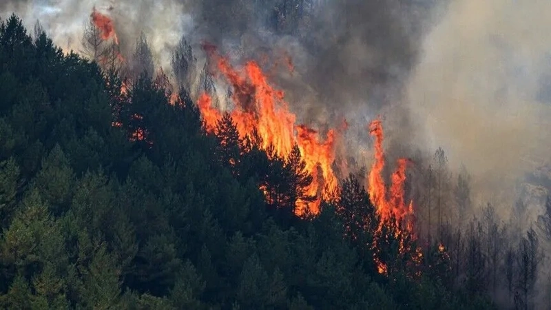 Devastating forest fire claims 12 lives in Spain