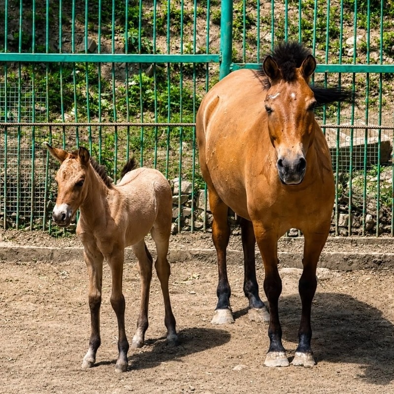 Przewalski's horse foal born at Almaty Zoo Przewalski's horse foal born at Almaty Zoo
