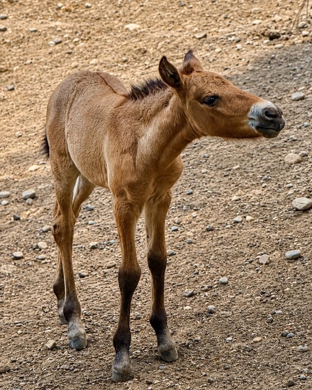 Przewalski's horse foal born at Almaty Zoo Przewalski's horse foal born at Almaty Zoo