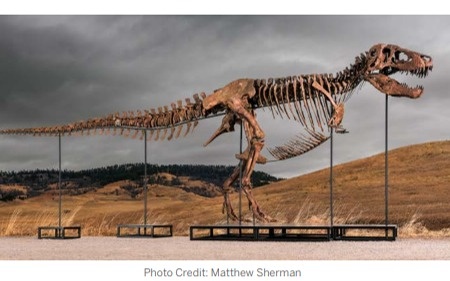 T. rex ‘Gus’ becomes world’s most expensive dinosaur Gus, dinosaur, Sothebys