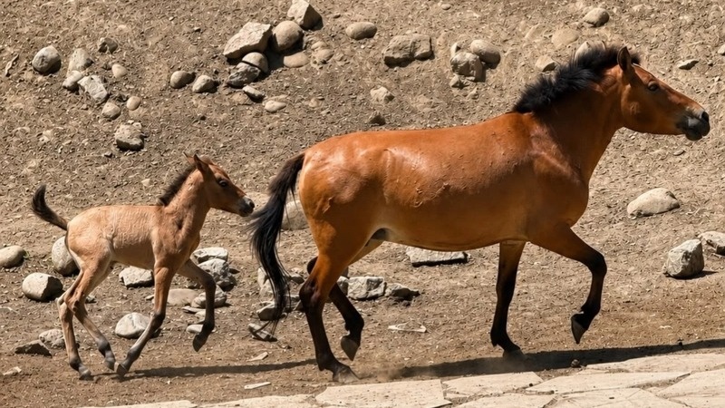 Przewalski's horse foal born at Almaty Zoo Przewalski's horse foal born at Almaty Zoo