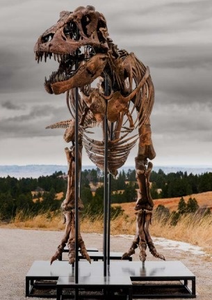 T. rex ‘Gus’ becomes world’s most expensive dinosaur Gus, dinosaur, Sothebys
