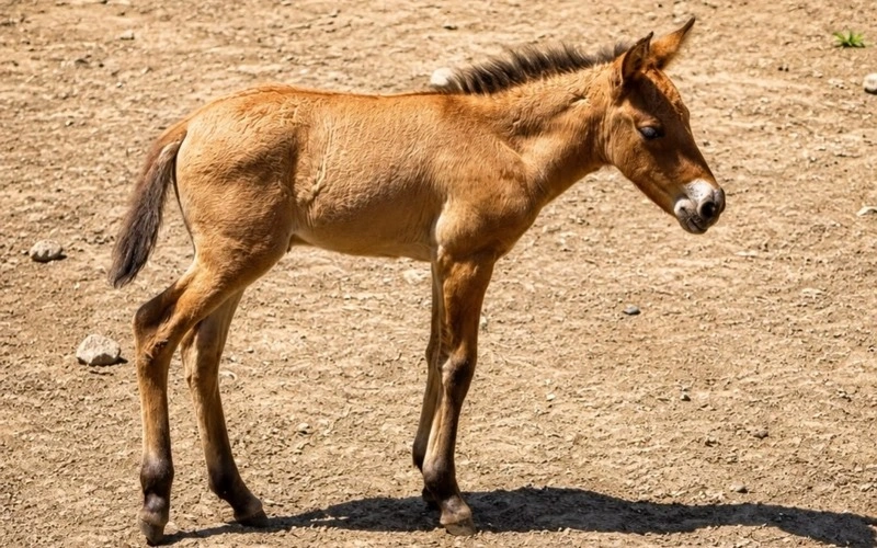 Przewalski's horse foal born at Almaty Zoo