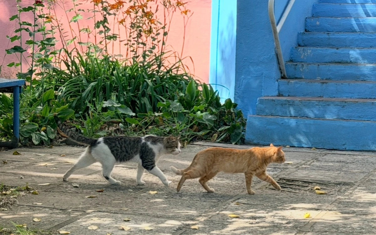 кошка