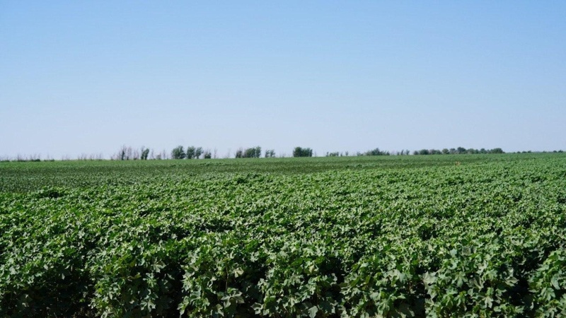 Kazakh Agriculture Minister visits country's first full-cycle cotton-textile cluster Kazakh Agriculture Minister visits country's first full-cycle cotton-textile cluster