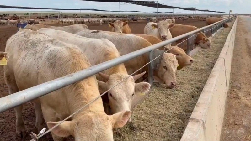 Livestock industry set to become a key pillar of Kazakhstan's agricultural growth – Minister