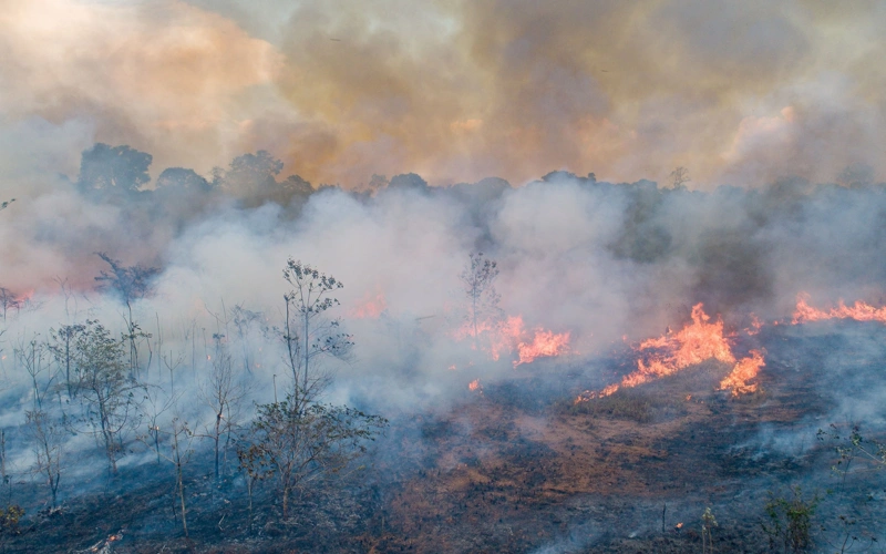 Amazon fires in Brazil drop to lowest level in four decades