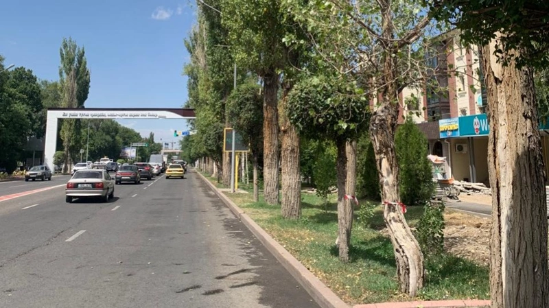 В центре Тараза хотят вырубить 90 тополей