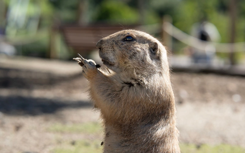 Suspected bubonic plague case reported in western Mongolia